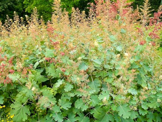 Маклейя сердцелистная (macleaya cordata)