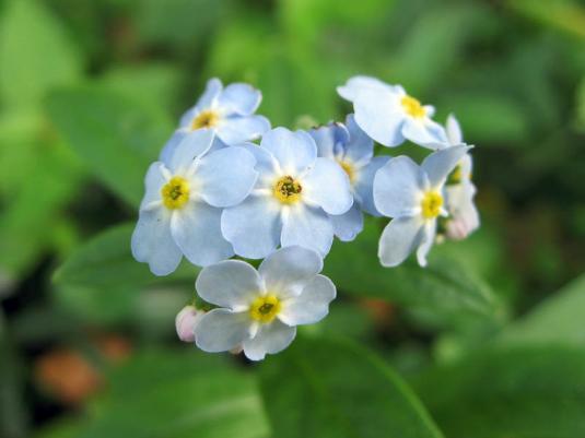 Незабудка болотная (myosotis palustris)