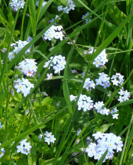 Незабудка болотная (myosotis palustris)