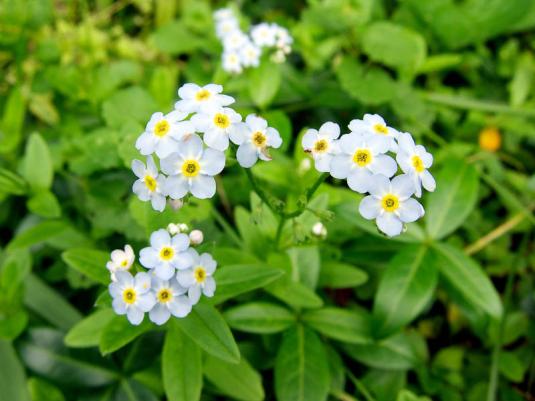 Незабудка болотная (myosotis palustris)