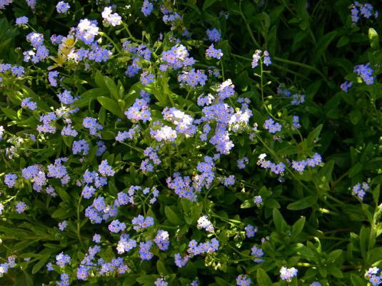 Незабудка болотная (myosotis palustris)