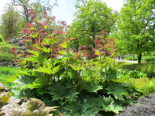 Ревень пальчатый (rheum palmatum)