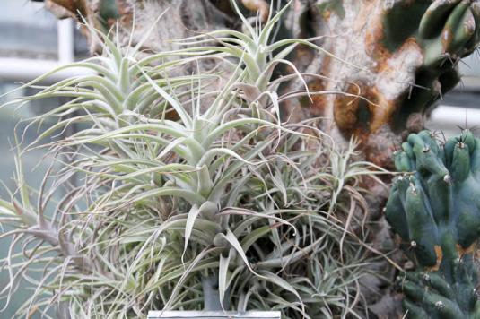 Тилландсия албида (tillandsia albida)