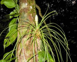 Тилландсия обоюдоострая (tillandsia anceps)