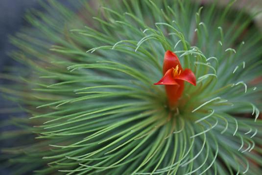 Тилландсия Андре (tillandsia andreana)