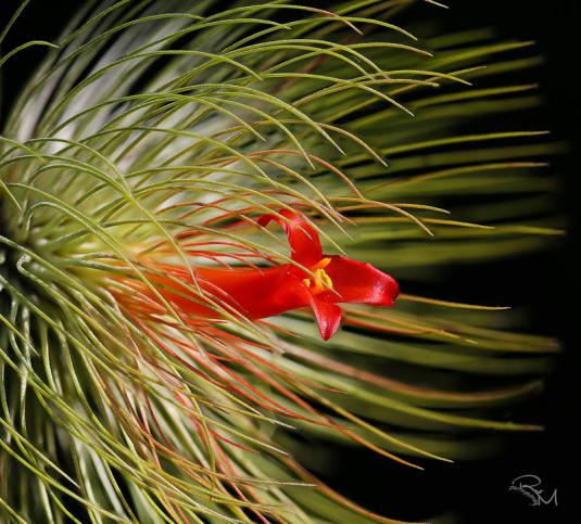 Тилландсия Андре (tillandsia andreana)