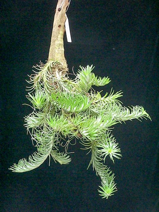 Тилландсия арауйе (Tillandsia araujei)