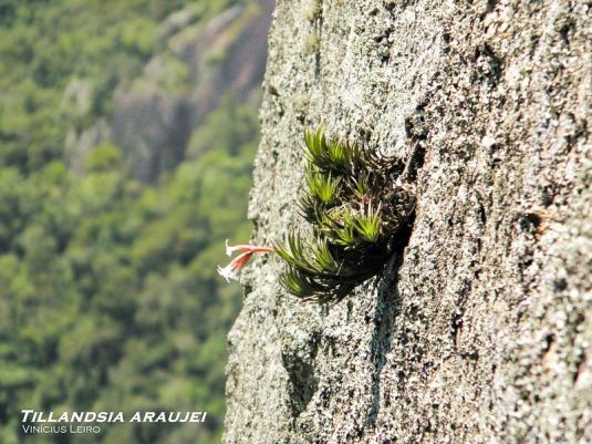 Тилландсия арауйе (Tillandsia araujei)