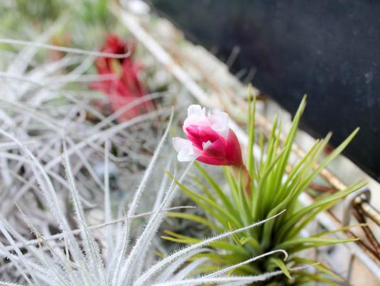 Тилландсия арауйе (Tillandsia araujei)