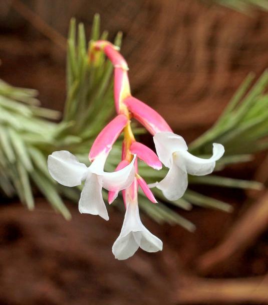 Тилландсия арауйе (Tillandsia araujei)