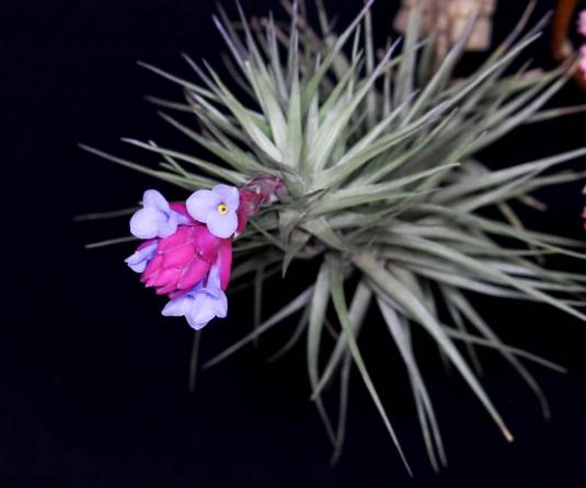 Тилландсия арауйе (Tillandsia araujei)