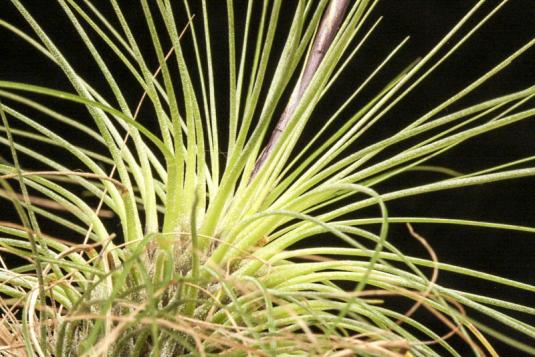 Тилландсия серебристая (Tillandsia argentea)