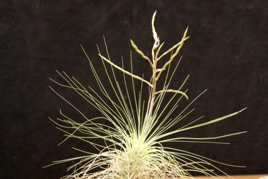 Тилландсия серебристая (Tillandsia argentea)