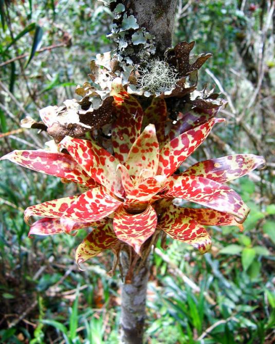 Тилландсия двуцветковая (tillandsia biflora)