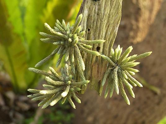 Тилландсия мохоподобная (tillandsia bryoides)