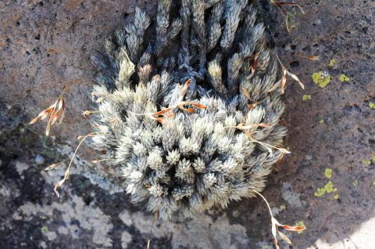 Тилландсия мохоподобная (tillandsia bryoides)