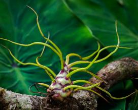 Тилландсия луковицевидная (Tillandsia bulbosa)