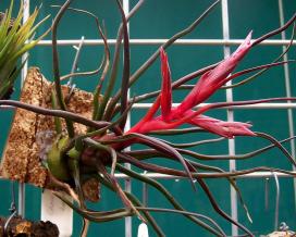 Тилландсия луковицевидная (Tillandsia bulbosa)