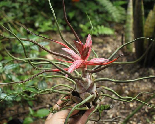 Тилландсия луковицевидная (Tillandsia bulbosa)