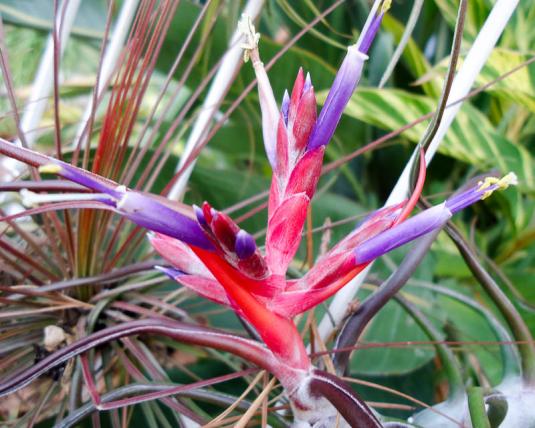 Тилландсия луковицевидная (Tillandsia bulbosa)