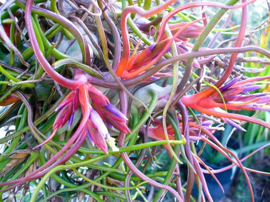 Тилландсия луковицевидная (Tillandsia bulbosa)