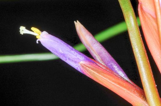 Тилландсия луковицевидная (Tillandsia bulbosa)