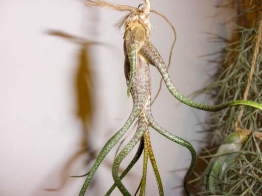 Тилландсия Бутца (tillandsia butzii)