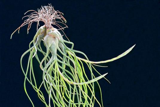 Тилландсия Бутца (tillandsia butzii)