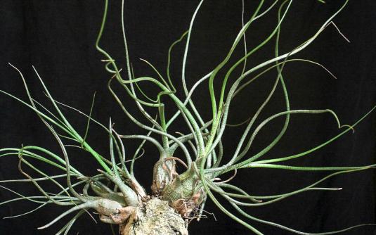 Тилландсия Бутца (tillandsia butzii)