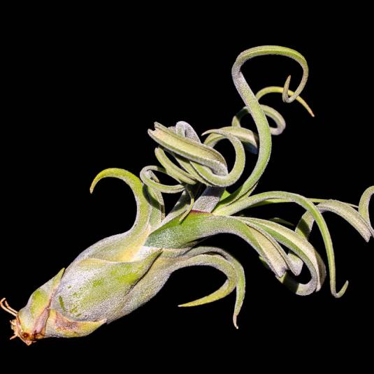 Тилландсия Голова медузы (Tillandsia caput-medusae)