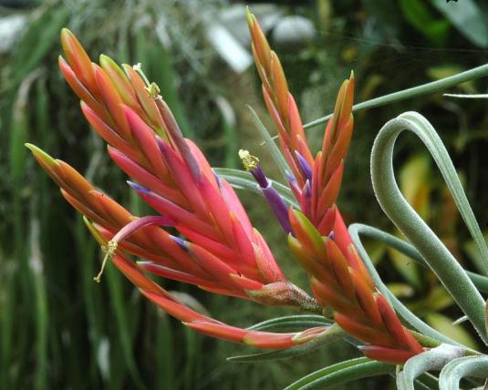 Тилландсия Голова медузы (Tillandsia caput-medusae)