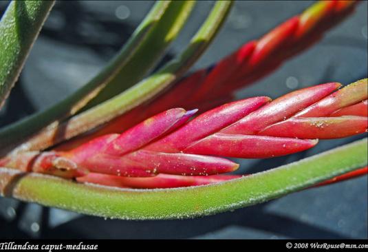 Тилландсия Голова медузы (Tillandsia caput-medusae)