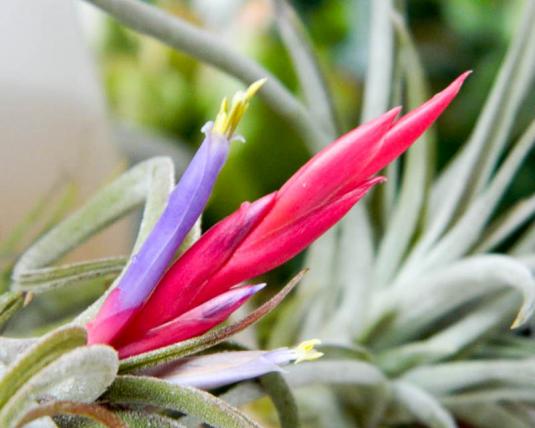 Тилландсия Голова медузы (Tillandsia caput-medusae)