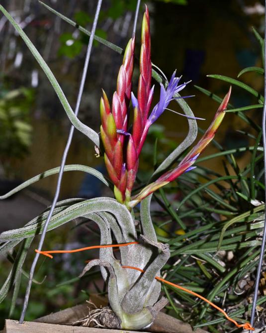 Тилландсия Голова медузы (Tillandsia caput-medusae)