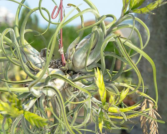 Тилландсия Голова медузы (Tillandsia caput-medusae)