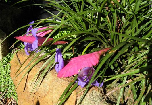 Тилландсия синяя (Tillandsia cyanea)