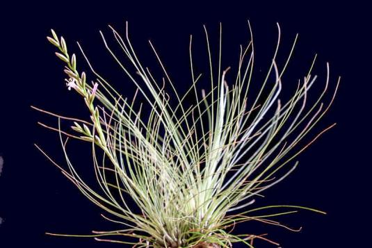 Тилландсия нитевидная (Tillandsia filifolia)