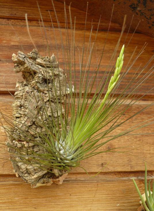 Тилландсия нитевидная (Tillandsia filifolia)