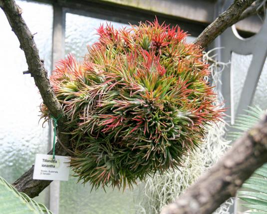 Тилландсия фиалкоцветковая (Tillandsia ionantha)