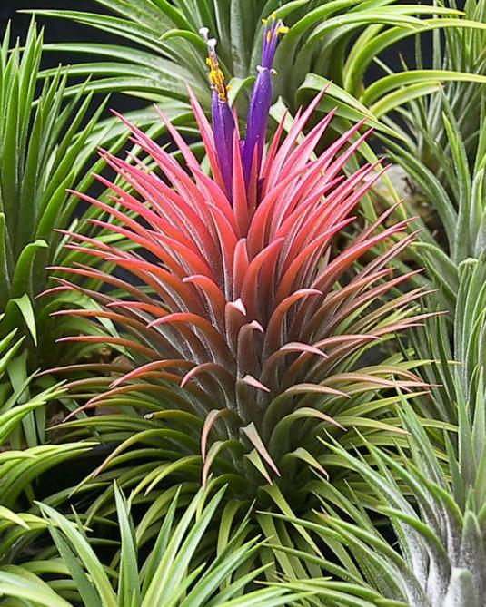 Тилландсия фиалкоцветковая (Tillandsia ionantha)