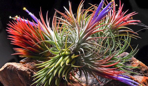 Тилландсия фиалкоцветковая (tillandsia ionantha)