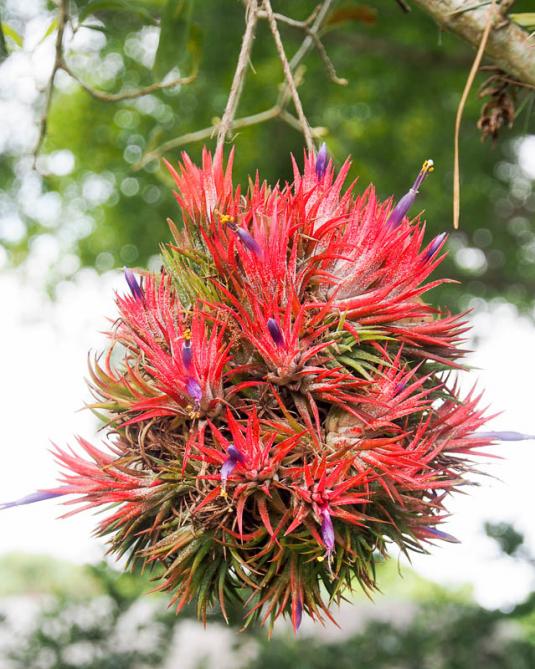 Тилландсия фиалкоцветковая (Tillandsia ionantha)