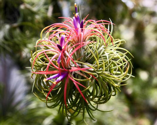 Тилландсия фиалкоцветная Рубра (tillandsia ionantha Rubra)