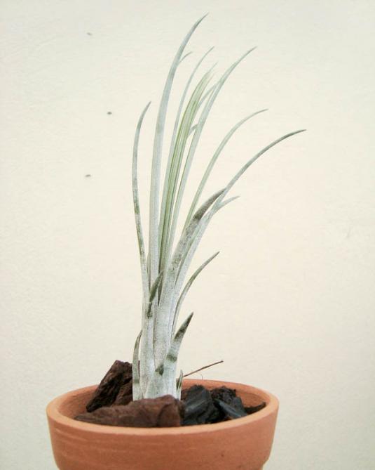 Тилландсия ситниковая (Tillandsia juncea)