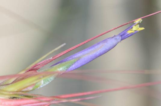 Тилландсия ситниковая (Tillandsia juncea)