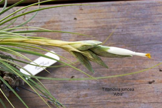 Тилландсия ситниковая белоцветущая (tillandsia juncea alba)