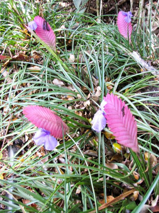 Тилландсия Линдена (tillandsia lindenii)