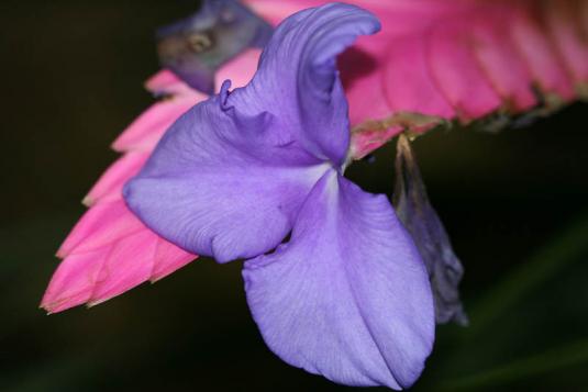 Тилландсия Линдена (tillandsia lindenii)