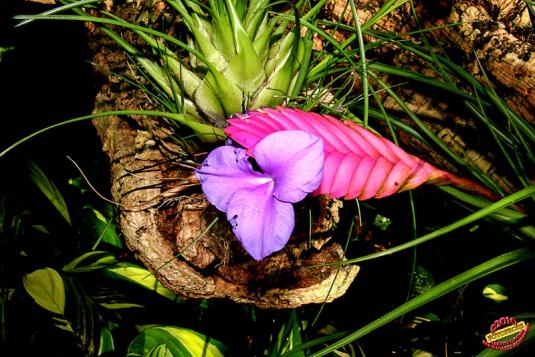 Тилландсия Линдена (tillandsia lindenii)