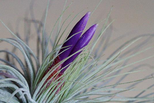 Тилландсия Магнуса (tillandsia magnusiana)